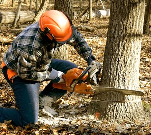Tree Removal in Oquossoc, ME
